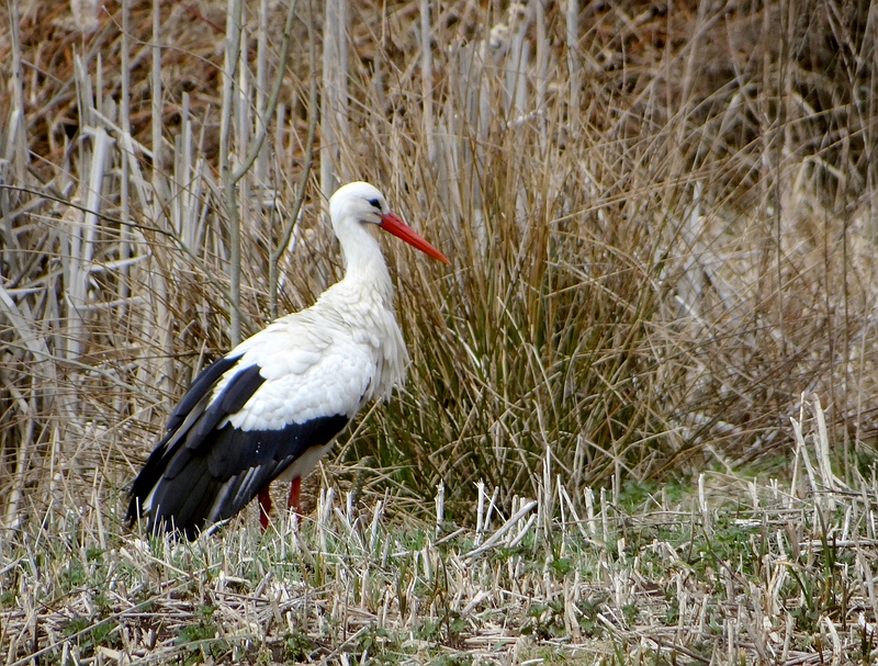 Ooievaar (White Stork)