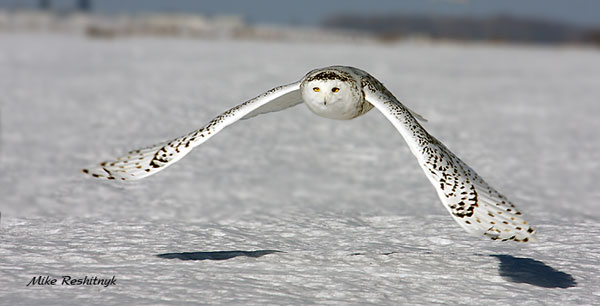 Just Me And My Shadow - Snowy Owl