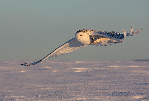 Snowy Owls Dawn Patrol