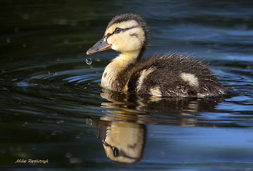 I've Lost My Water Droplet - Duckling