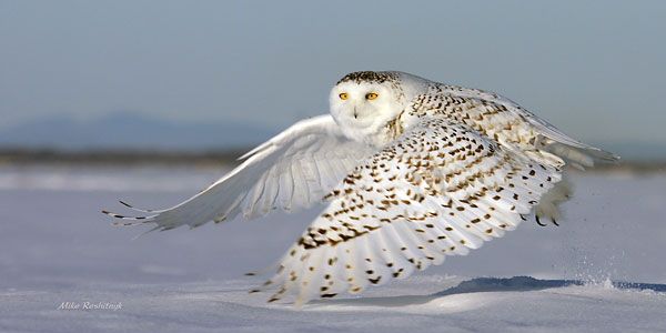 Full-Spread Departure - Snowy Owl