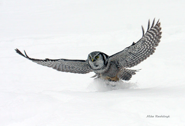 Fast As A Hawk - Northern Hawk Owl