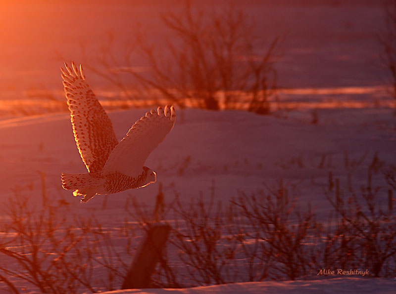 I'm All Fired Up - Snowy Owl