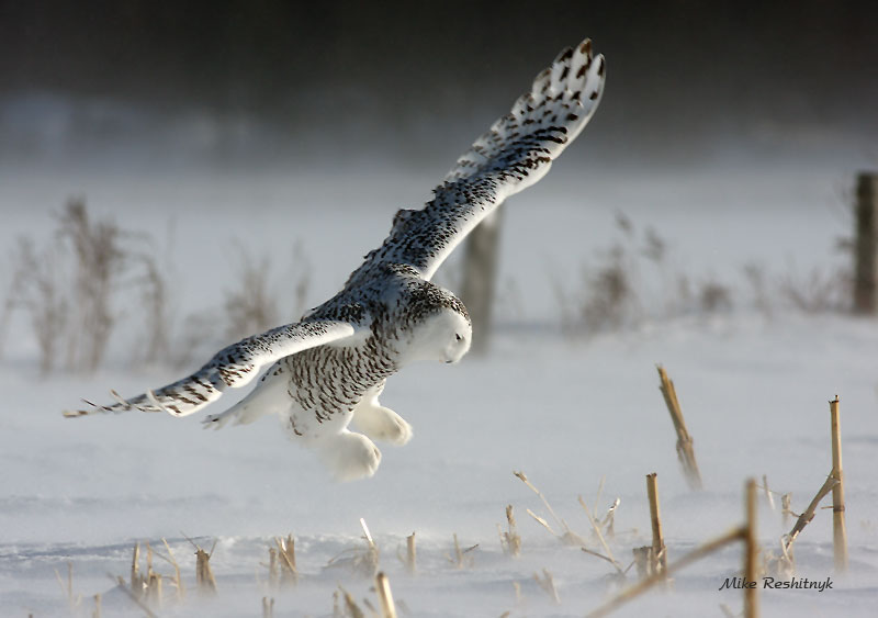 Against The Elements - Snowy Owl