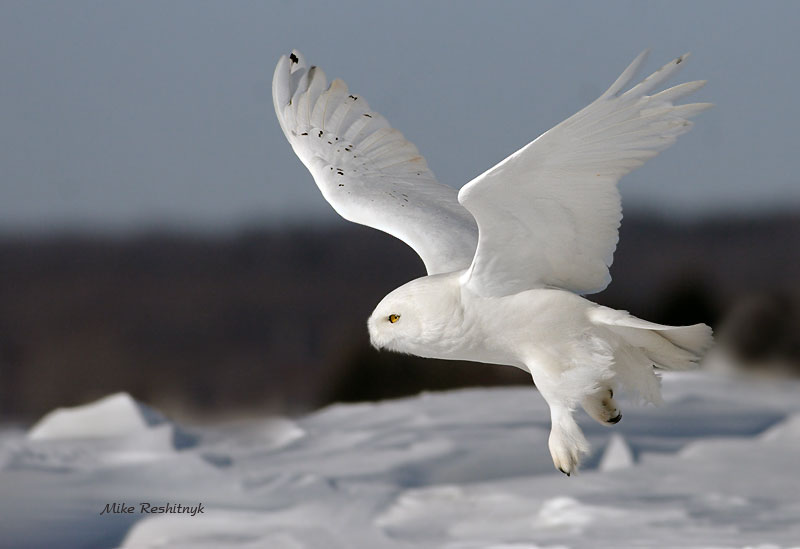Im The King Here - Male Snowy Owl