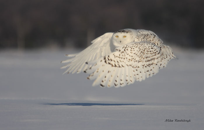 My Eyes Adore You  - Snowy Owl