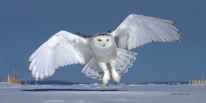 All-Embracing Snowy Owl