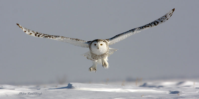Getta Grip On Life - Snowy Owl