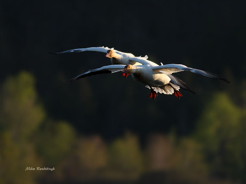 Dawn Patrol - Greater Snow Geese