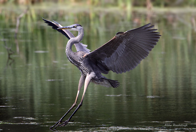 Tippy Toe Tension For Great Heron
