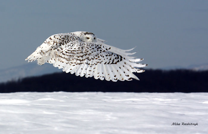 Reach Out And Touch Someone - Snowy Owl