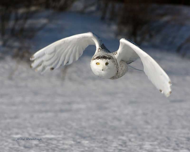 Out Of The Blue - Snowy Owl