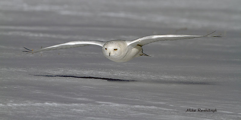 Old Male Snowy Owl Skimmer