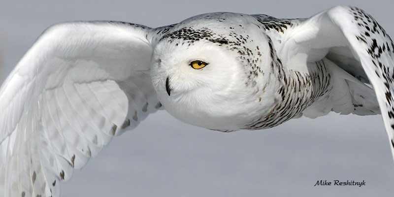 Face-To-Face In Flight - Snowy Owl