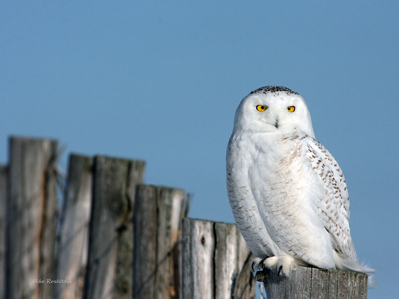 I'm Keeping You Posted - Snowy Owl