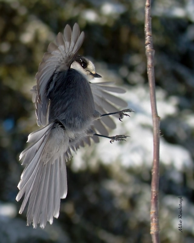 Bird On A Stick - Canada or Grey Jay