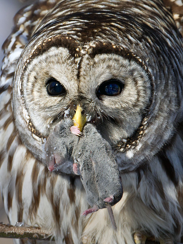 Barred Owl With Its Prey