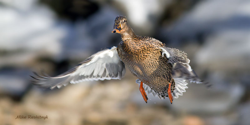 Freedom Flight - Mallard Duck