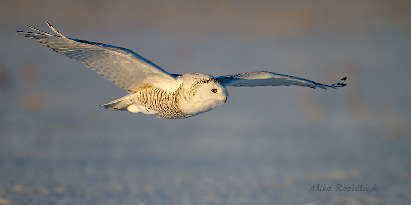 Late Afternoon Snowy Owl