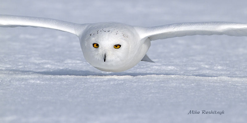 How Low Can You Go?   Male Snowy Owl