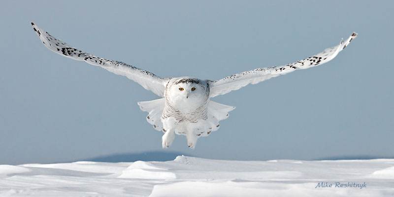 A Uplifting Experience - Snowy Owl