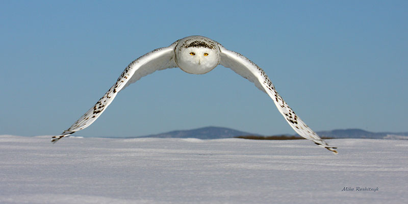 Snowy Owl - Winter Visitor