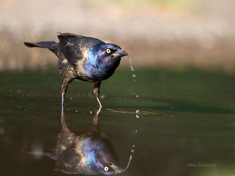 Water Games - Common Grackle