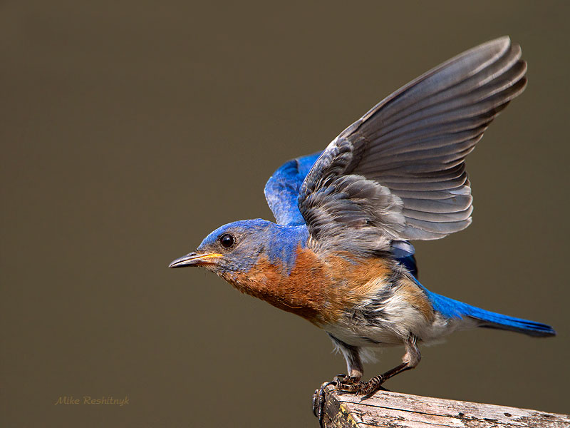 Bluebird Of Happiness - Male Eastern Bluebird