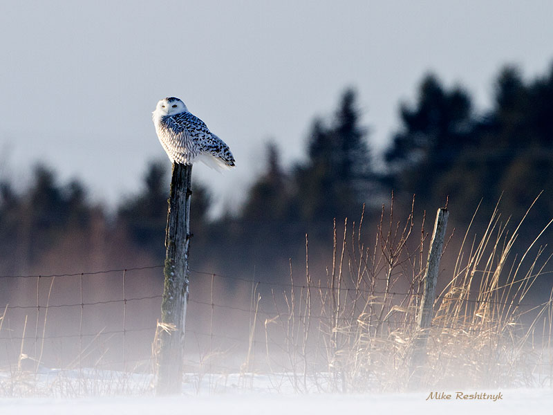 Windy Sunset - Snowy Owl
