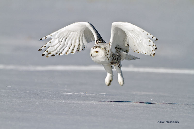 We've Got Lift - Snowy Owl
