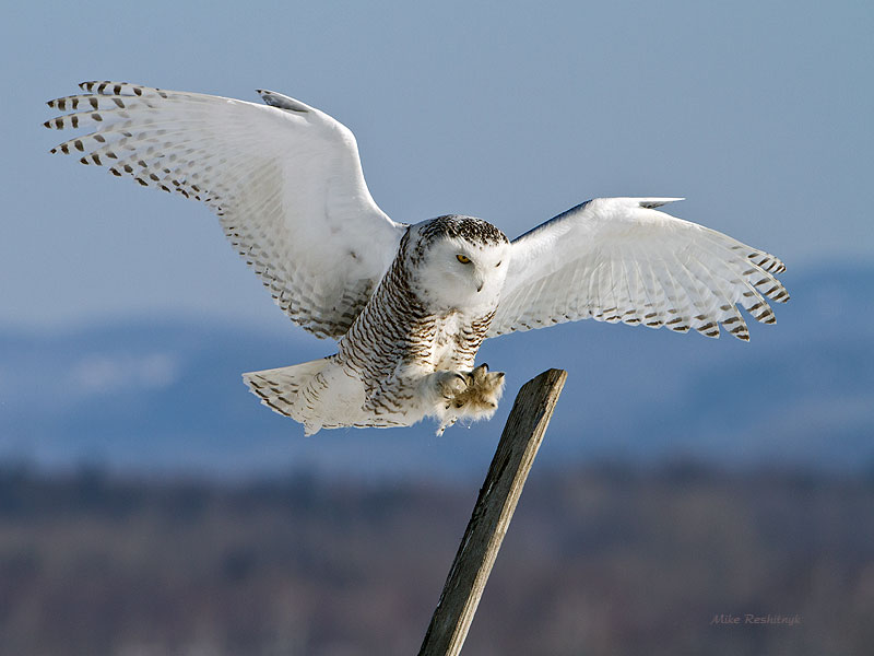 Olympic Avian Pole Vaulter - Snowy Owl photo - Mike Reshitnyk photos at ...