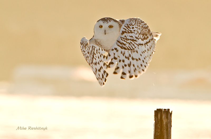 Air Assault At Crack Of Dawn - Snowy Owl