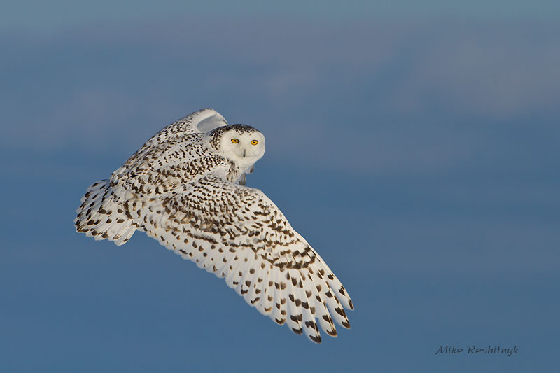 Last Quick Look - Snowy Owl