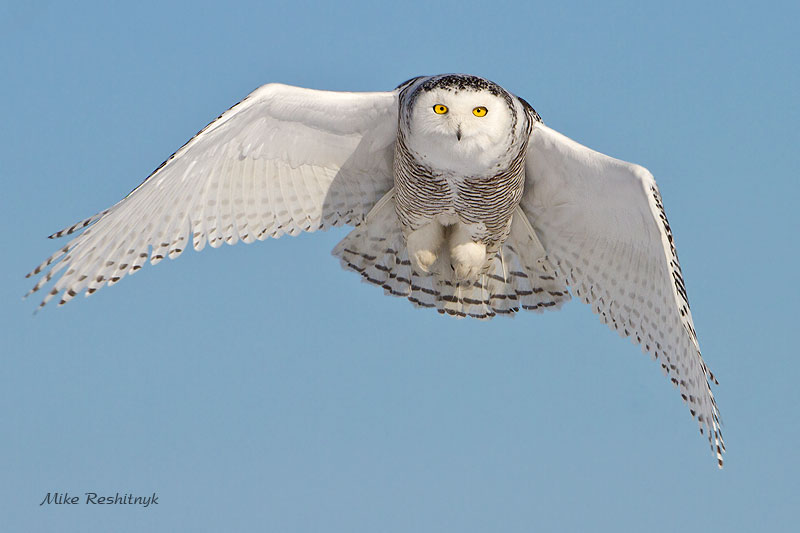 In Your Face - Juvenile Snowy Owl