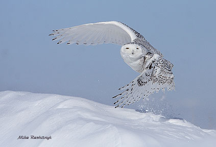 Snowy Owl - Harfang On The Move