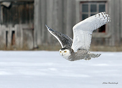 Old Barn - Young Snowy Owl