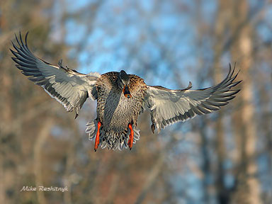 All Wings All The Time