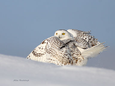 All In A Flutter - Snowy Owl - Harfang des neiges