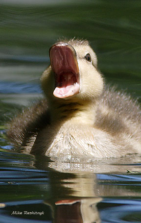 I Proclaim Myself, King Duckling The First!