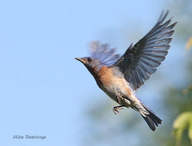 Taking The Blue Bird Express