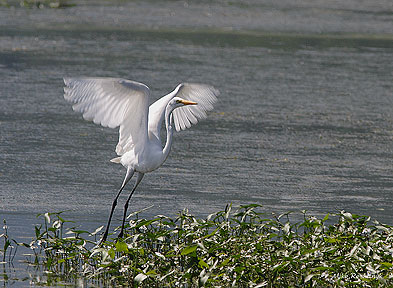 A Great Egret On The Wing Visits Cap Tourmente
