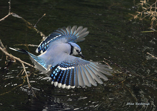 Can You Count All Of My Feathers Now?! - Blue Jay