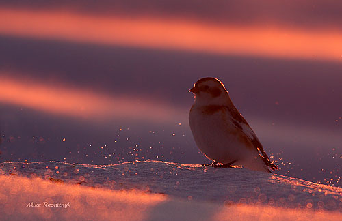 Extreme Dusk For A White Snow Bunting