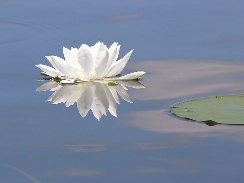 Water Lily