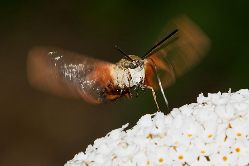 Hummingbird Moth Head on