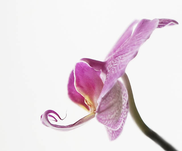 Orchid