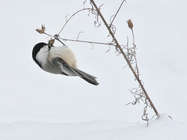 Chickadee Snack