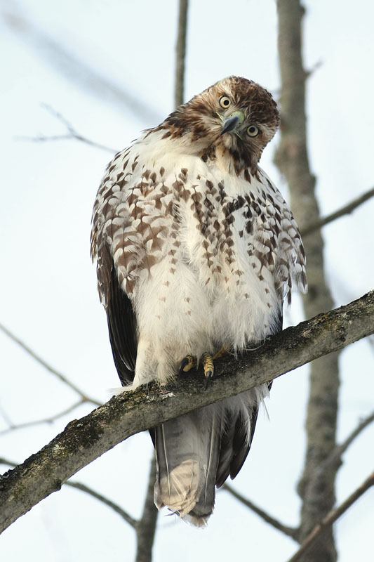 Curious