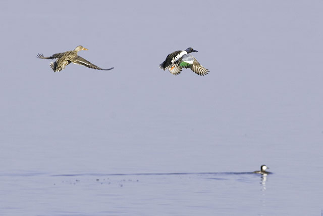 Northern Shovelers