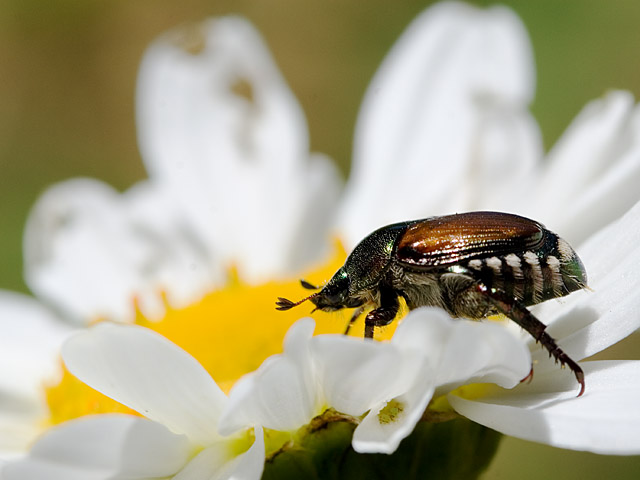 Beetle on a Daisy